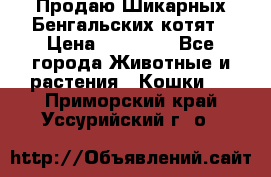 Продаю Шикарных Бенгальских котят › Цена ­ 17 000 - Все города Животные и растения » Кошки   . Приморский край,Уссурийский г. о. 